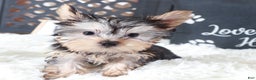 Yorkshire Terrier dogs for sale: Buckeye Teacup - Ad 3