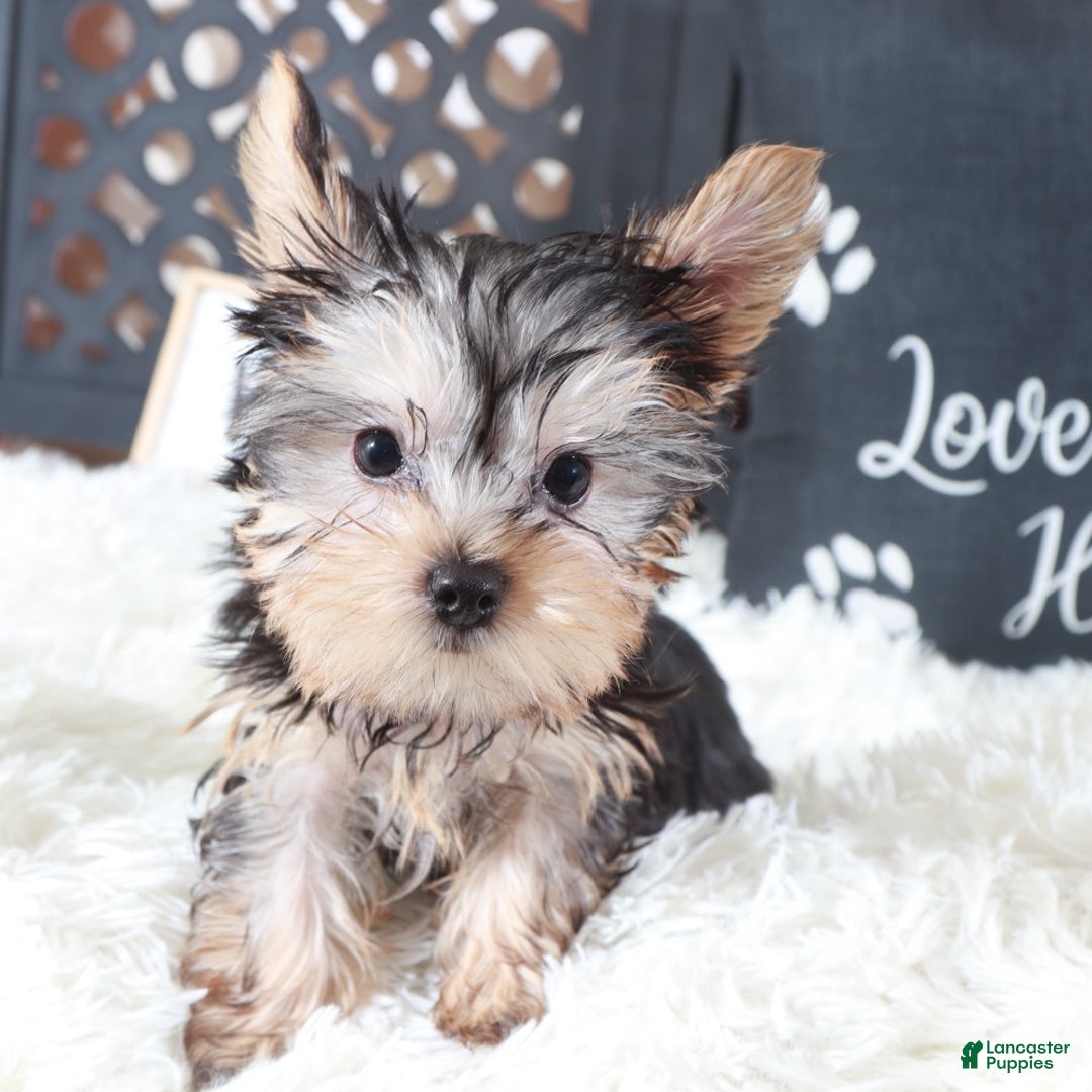 Yorkshire Terrier dogs for sale: Buckeye Teacup - Ad 3