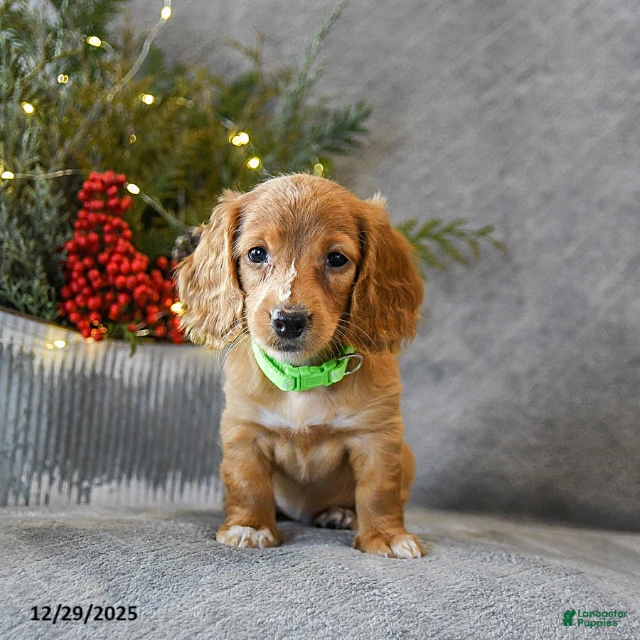 Miniature Dachshund dogs Star - Ad 15