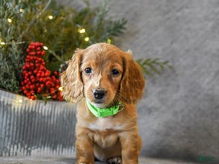Miniature Dachshund dogs Star - Ad 29