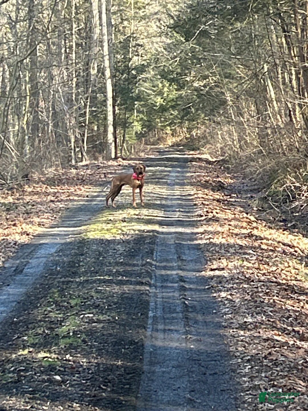 Rhodesian Ridgeback dogs for stud: Archer - Ad 10