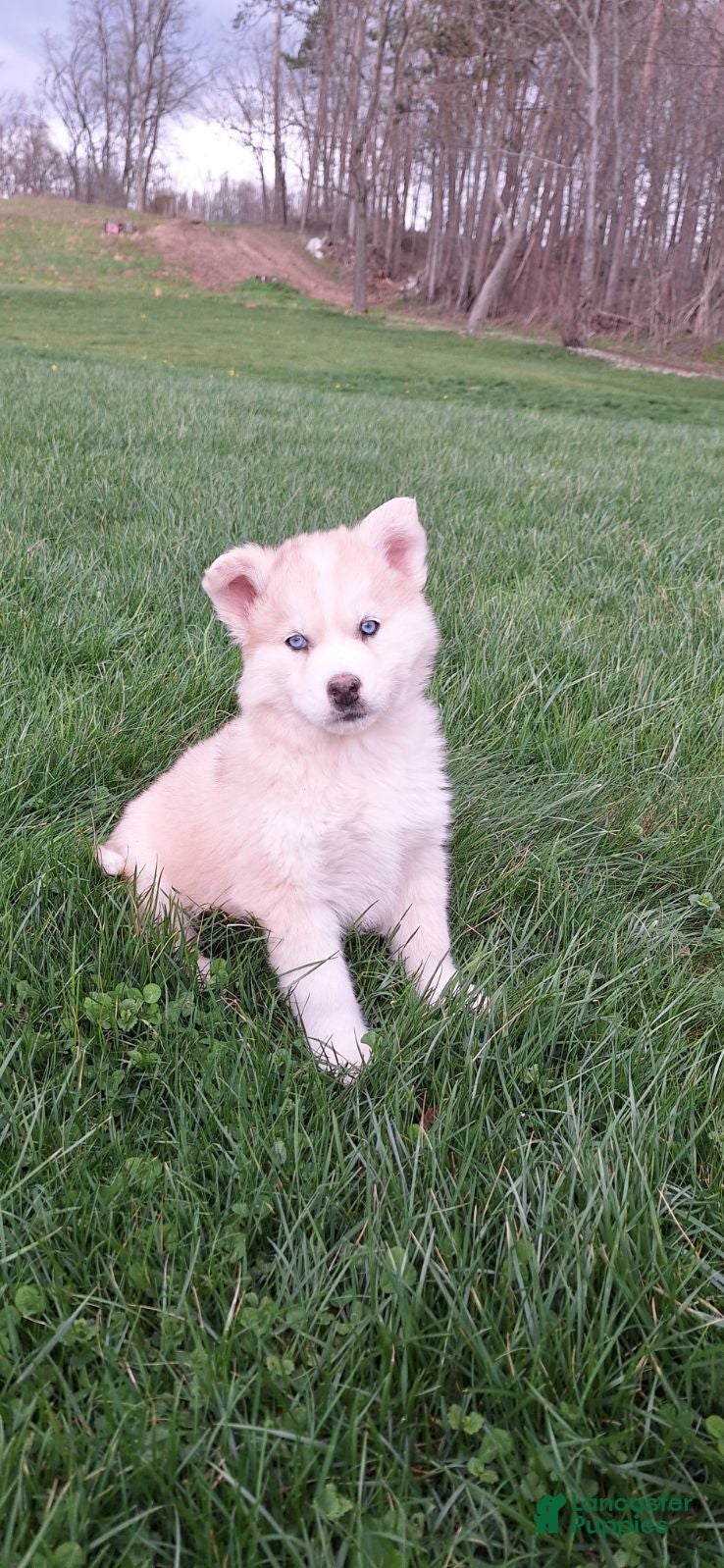 Gerberian Shepsky dogs Duke - Ad 1