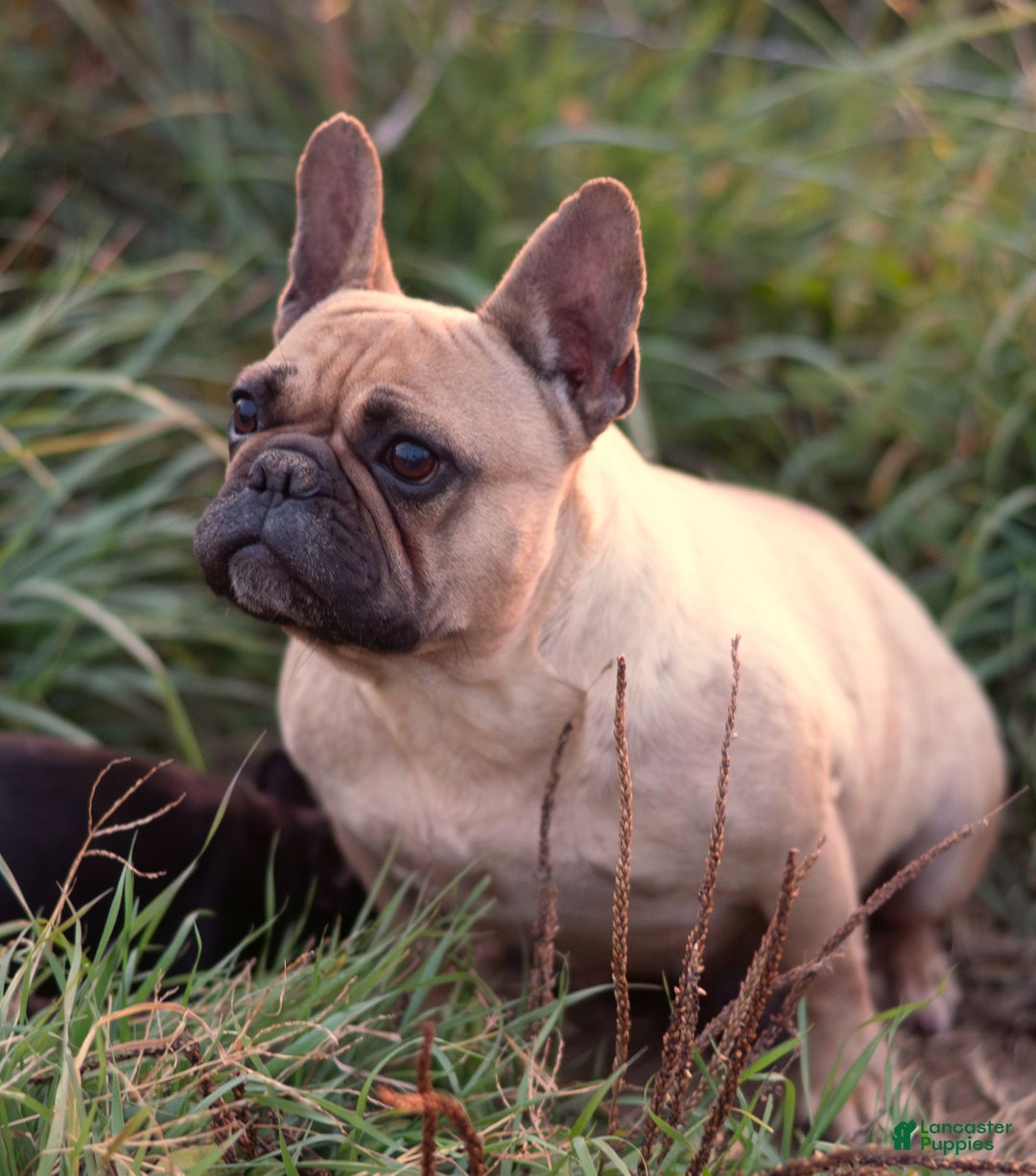 French Bulldog dogs for sale: SindyAnn  - Ad 7