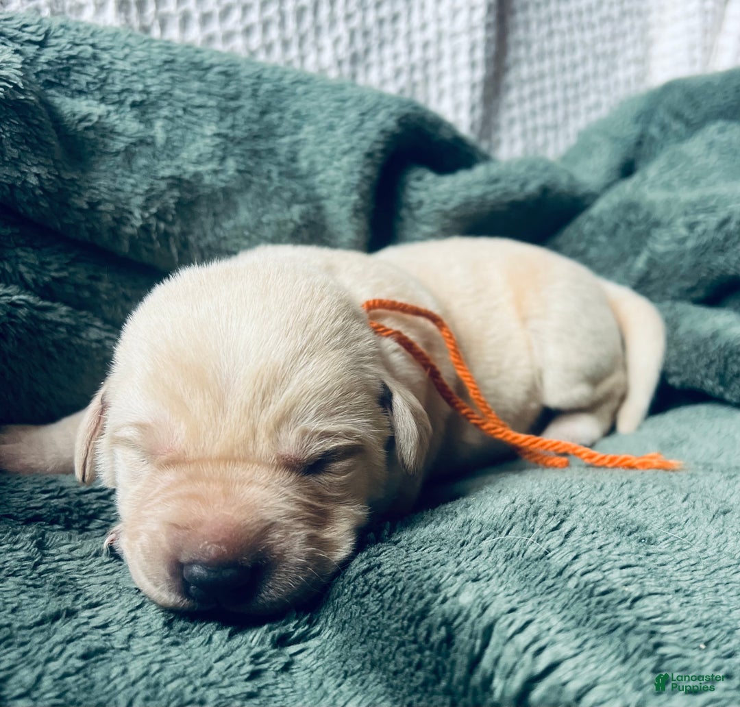 Labrador Retriever dogs for sale: Cappuccino  - Ad 2