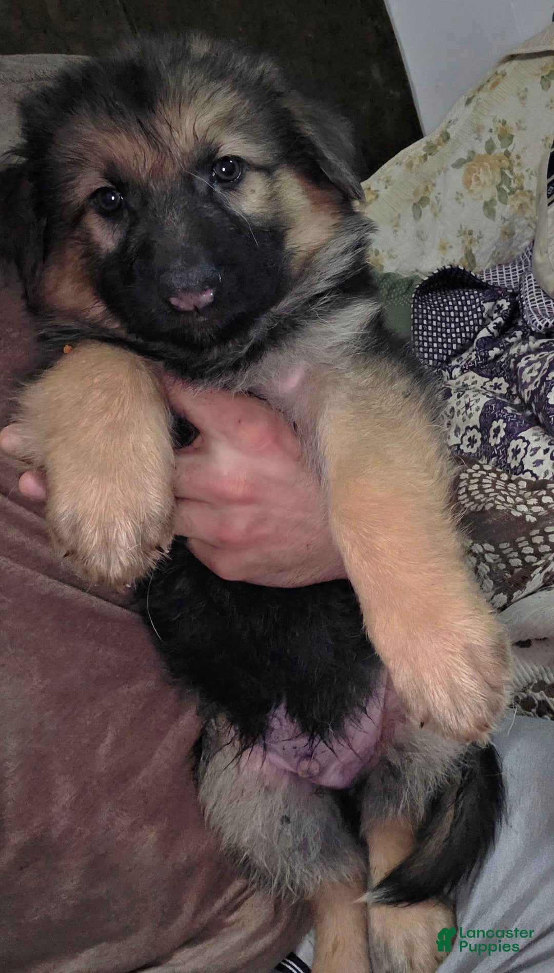 German Shepherd dogs for sale: Dragon (11) - Ad 8