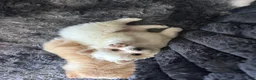 Pomeranian dogs for sale: Pomeranian 1 - Ad 1