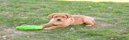Labrador Retriever dogs for sale: Eagle - Ad 4
