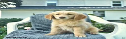 Golden Retriever dogs for sale: Apollo  - Ad 3