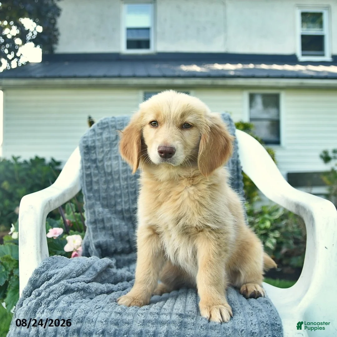 Golden Retriever dogs for sale: Apollo  - Ad 3
