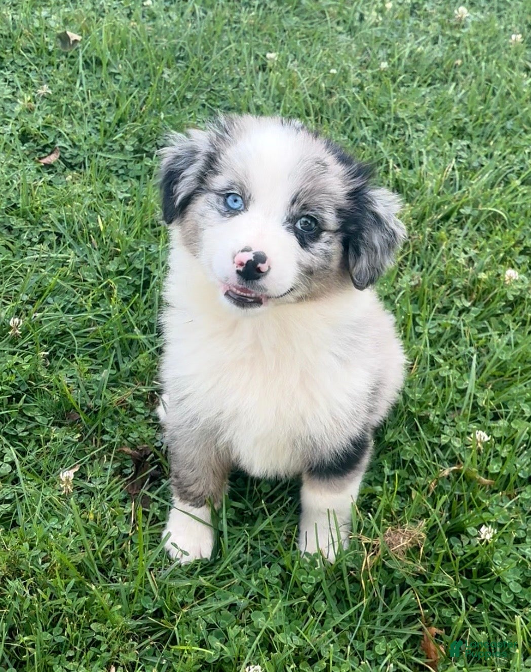 Australian Shepherd dogs Koda - Ad 2