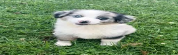 Australian Shepherd dogs for sale: Koda - Ad 2