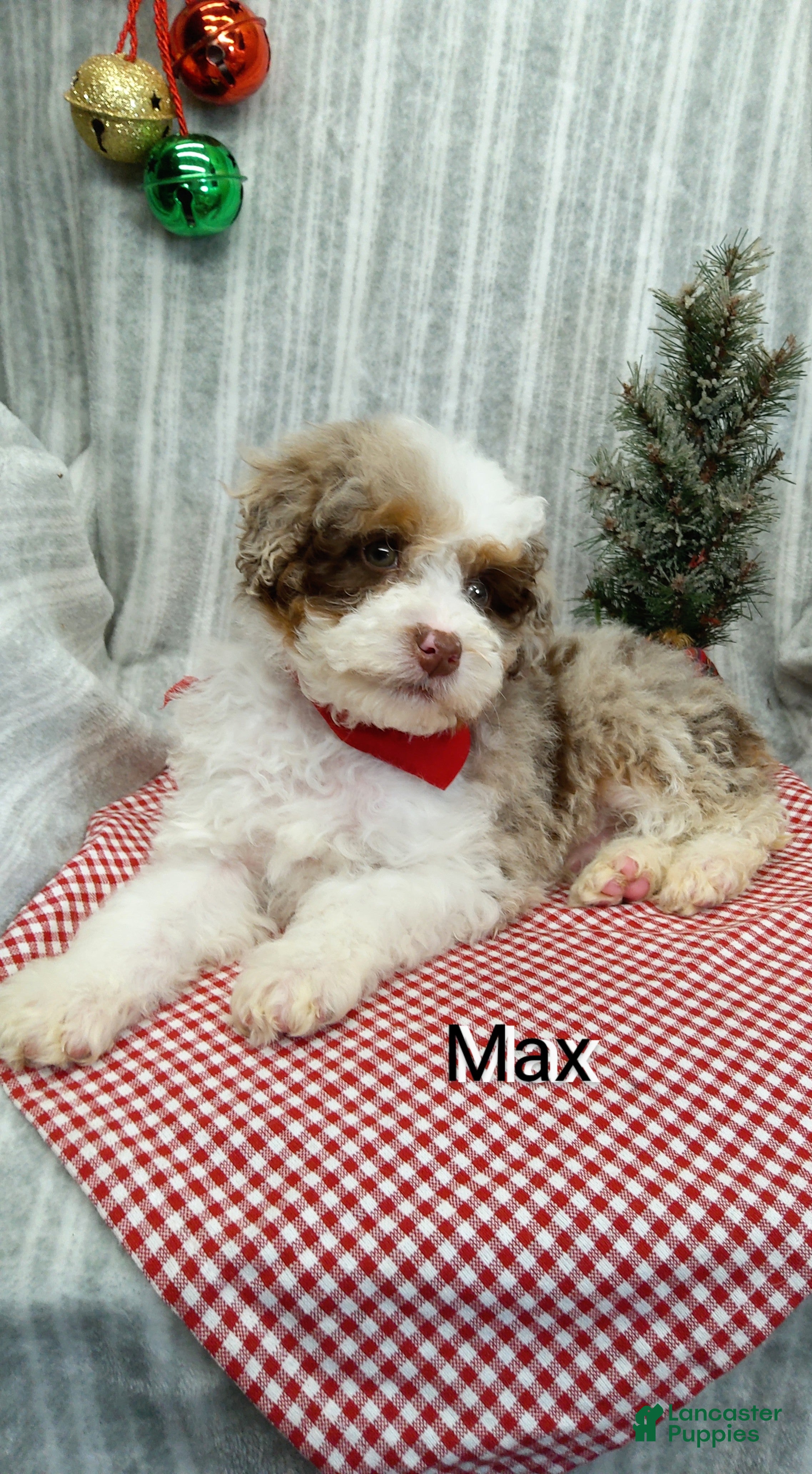 Mini Bernedoodle dogs Max - Ad 25