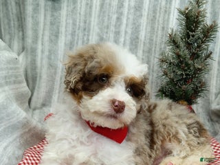 Mini Bernedoodle dogs Max - Ad 30