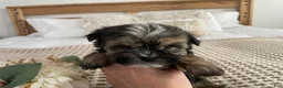 Morkie dogs for sale: Teacup Nugget - Ad 17