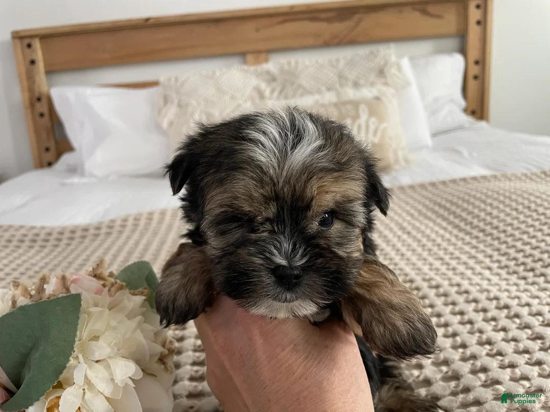 Morkie dogs for sale: Teacup Nugget - Ad 17