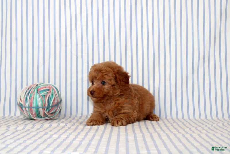 Shihpoo dogs Polly - Ad 2