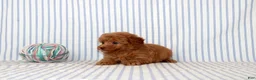 Shihpoo dogs for sale: Polly - Ad 2