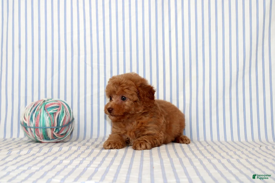 Shihpoo dogs for sale: Polly - Ad 2