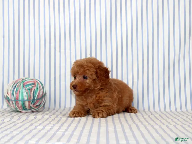 Shihpoo dogs Polly - Ad 2