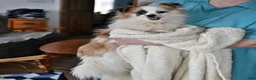 Pomapoo dogs for sale: Freddy - Ad 6