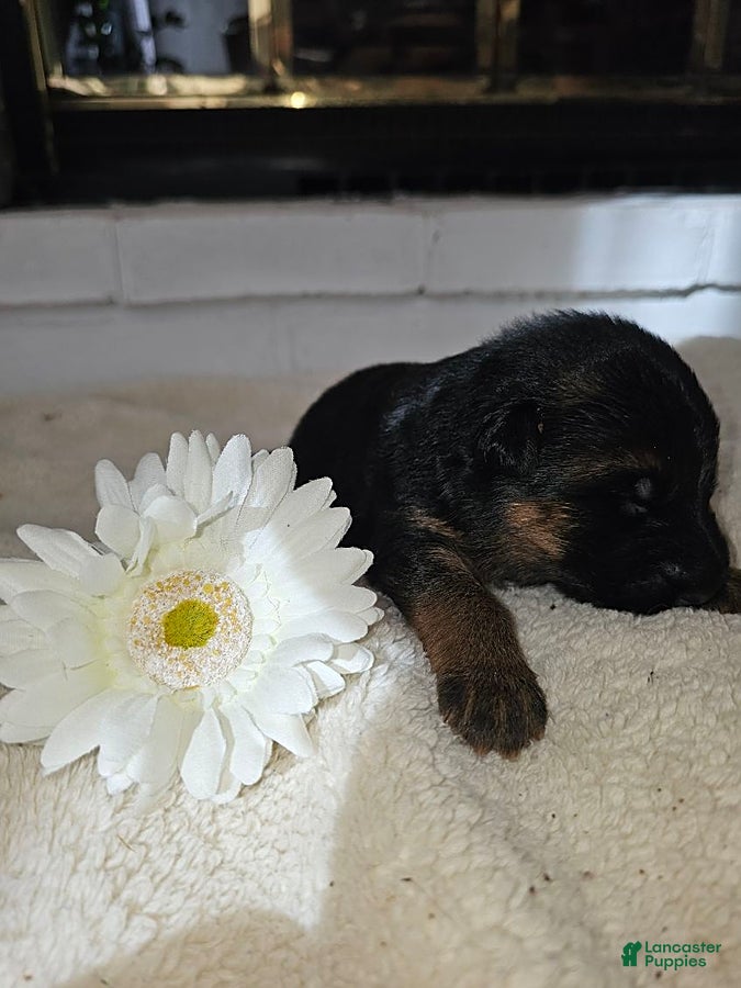 German Shepherd dogs for sale: Maddie - Ad 2