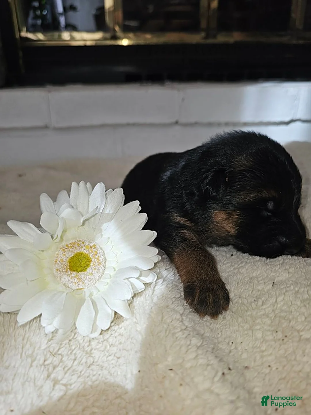 German Shepherd dogs for sale: Maddie - Ad 2