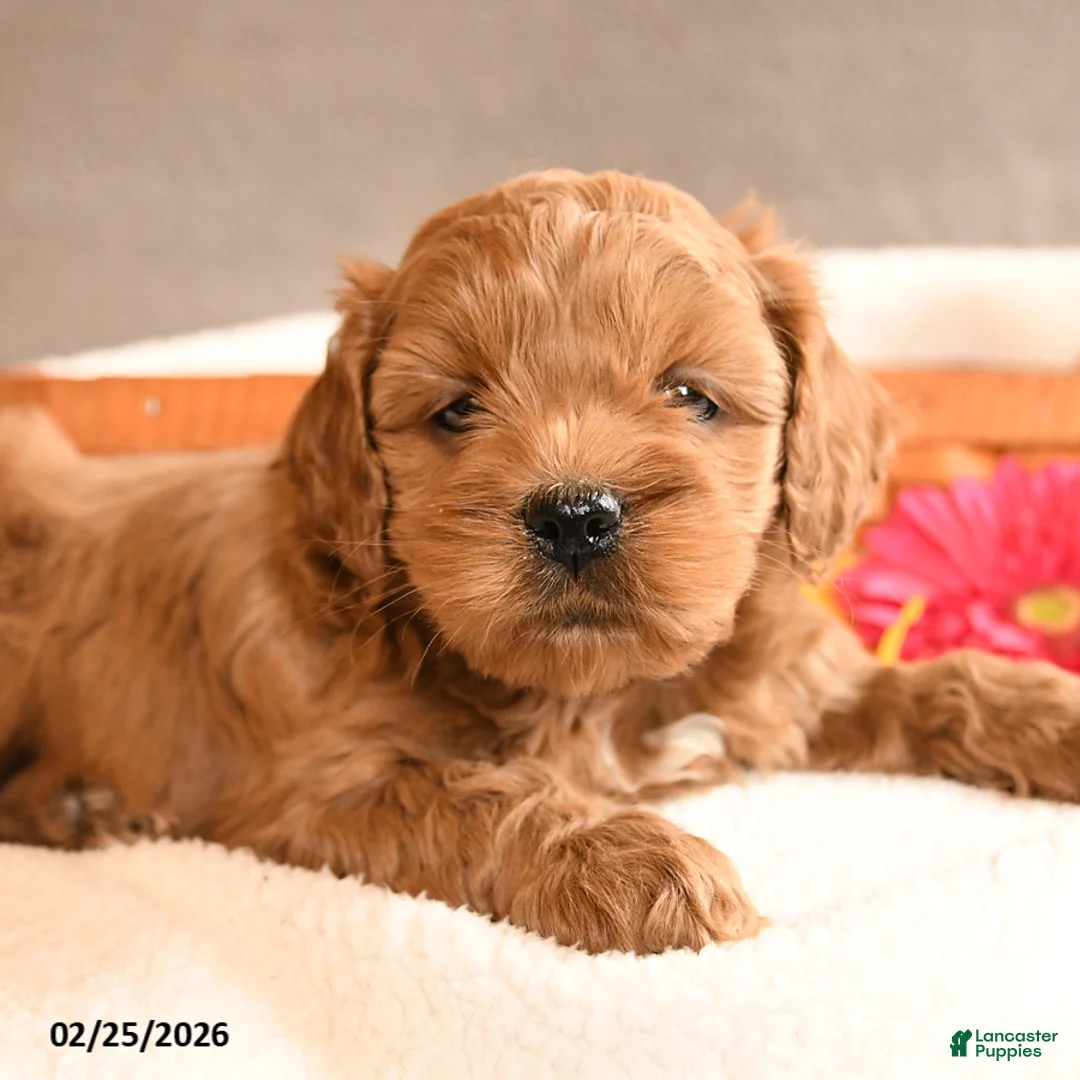 Cockapoo dogs for sale: Buddy - Ad 2