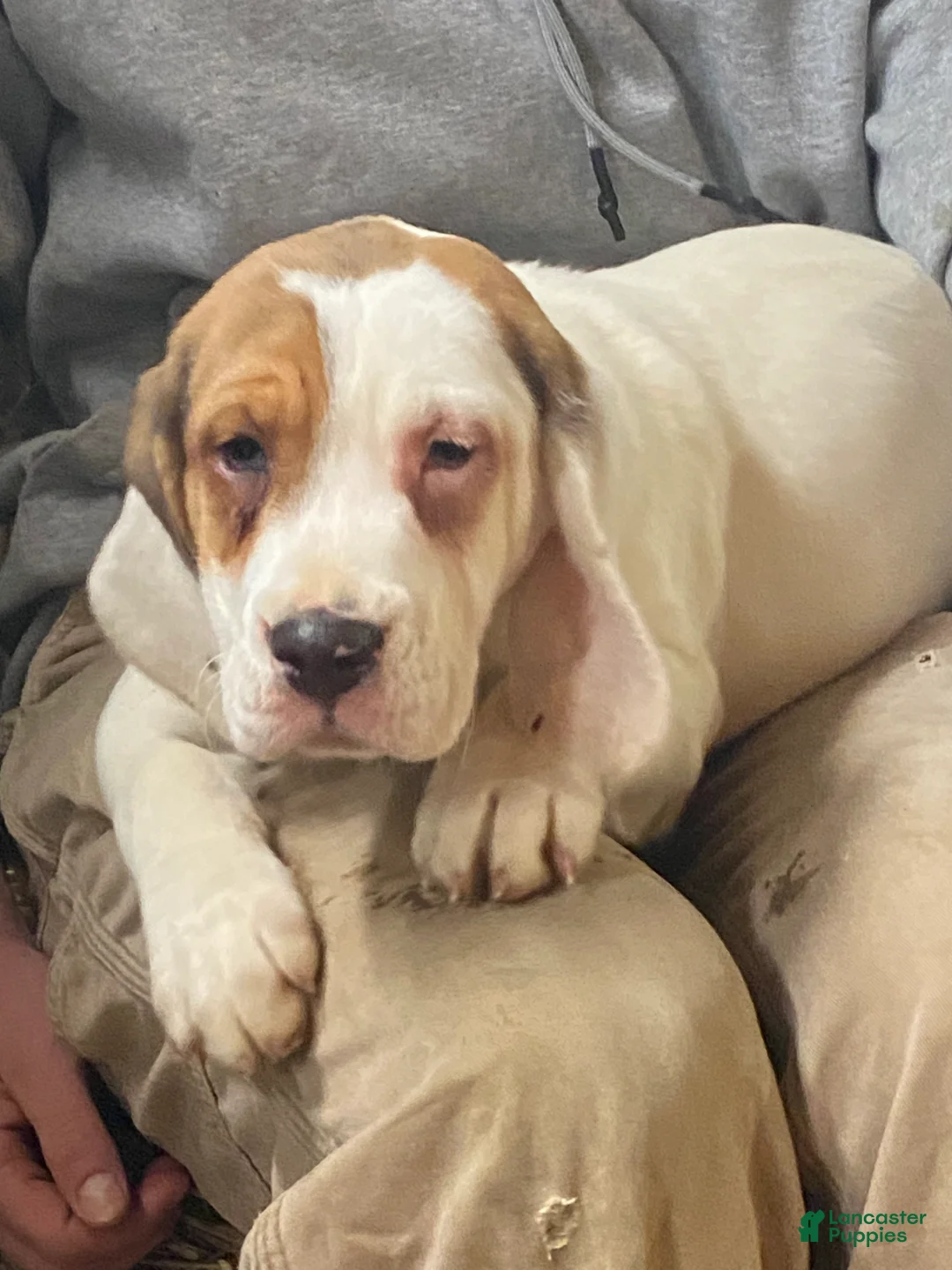 Mixed Breed dogs for sale: Angel  - Ad 2