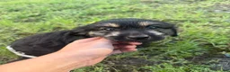 Mixed Breed dogs for sale: Mixed Breed 1 - Ad 2