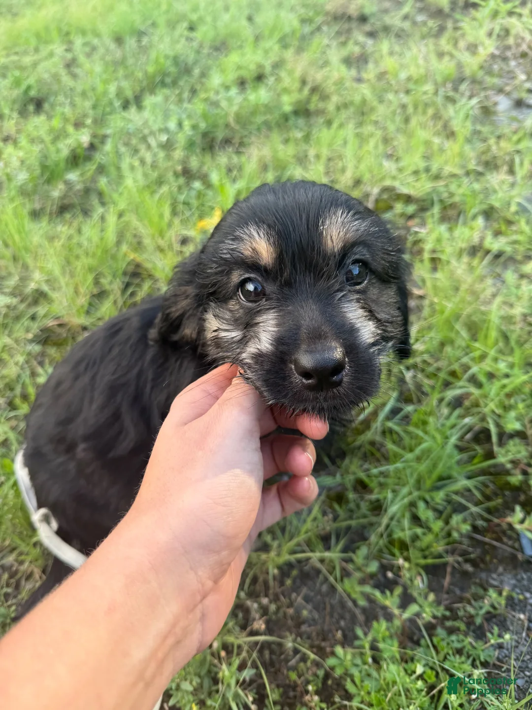 Mixed Breed dogs for sale: Mixed Breed 1 - Ad 2