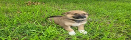Mixed Breed dogs for sale: Jasmine  - Ad 1