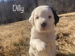 English Setter dogs Dilly - Ad 9