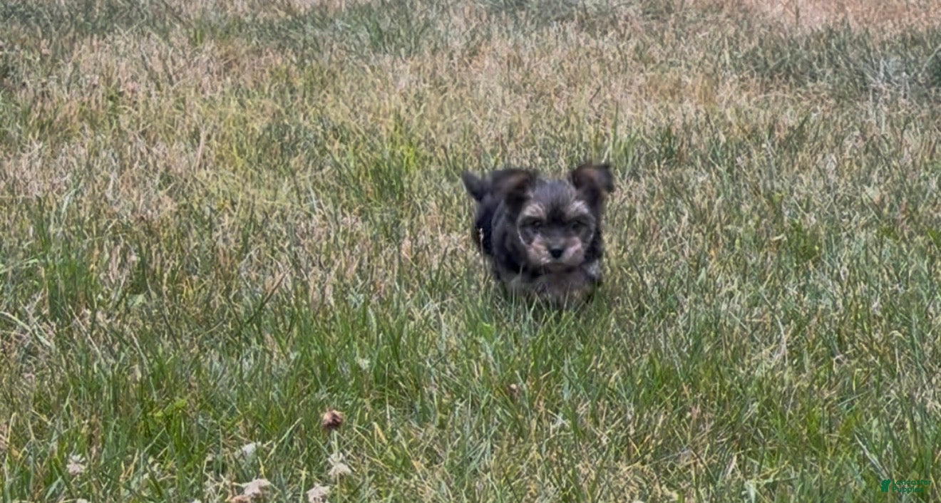 Yorkiepoo dogs Venus - Ad 2