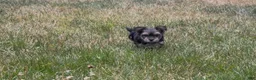 Yorkiepoo dogs for sale: Venus - Ad 2