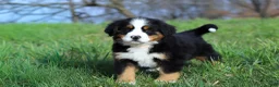 Bernese Mountain Dog dogs for sale: Casey - Ad 3