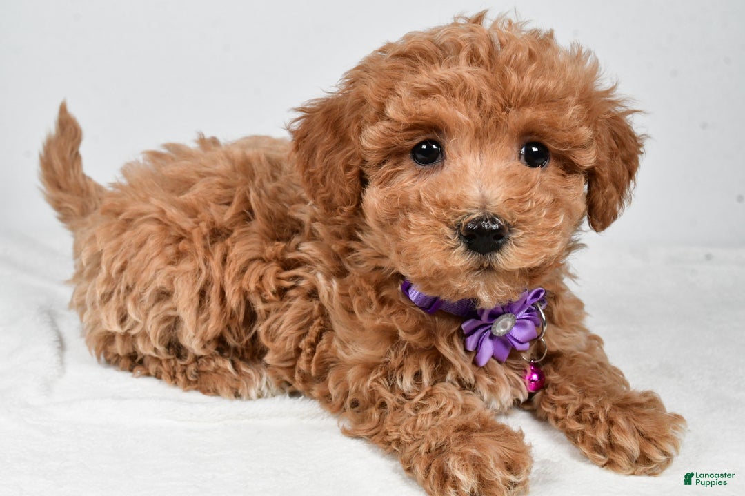 Maltipoo dogs for sale: Sara - Ad 1