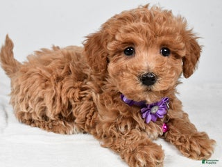 Maltipoo dogs Sara - Ad 5