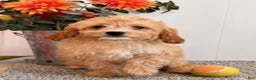 Cavapoo dogs for sale: Amos - Ad 2