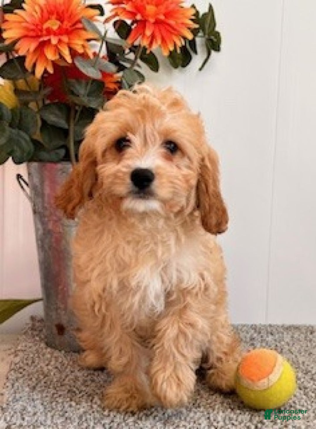Cavapoo dogs for sale: Amos - Ad 2