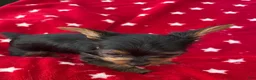 Yorkshire Terrier dogs for sale: Spoiled Male Yorkie - Ad 4