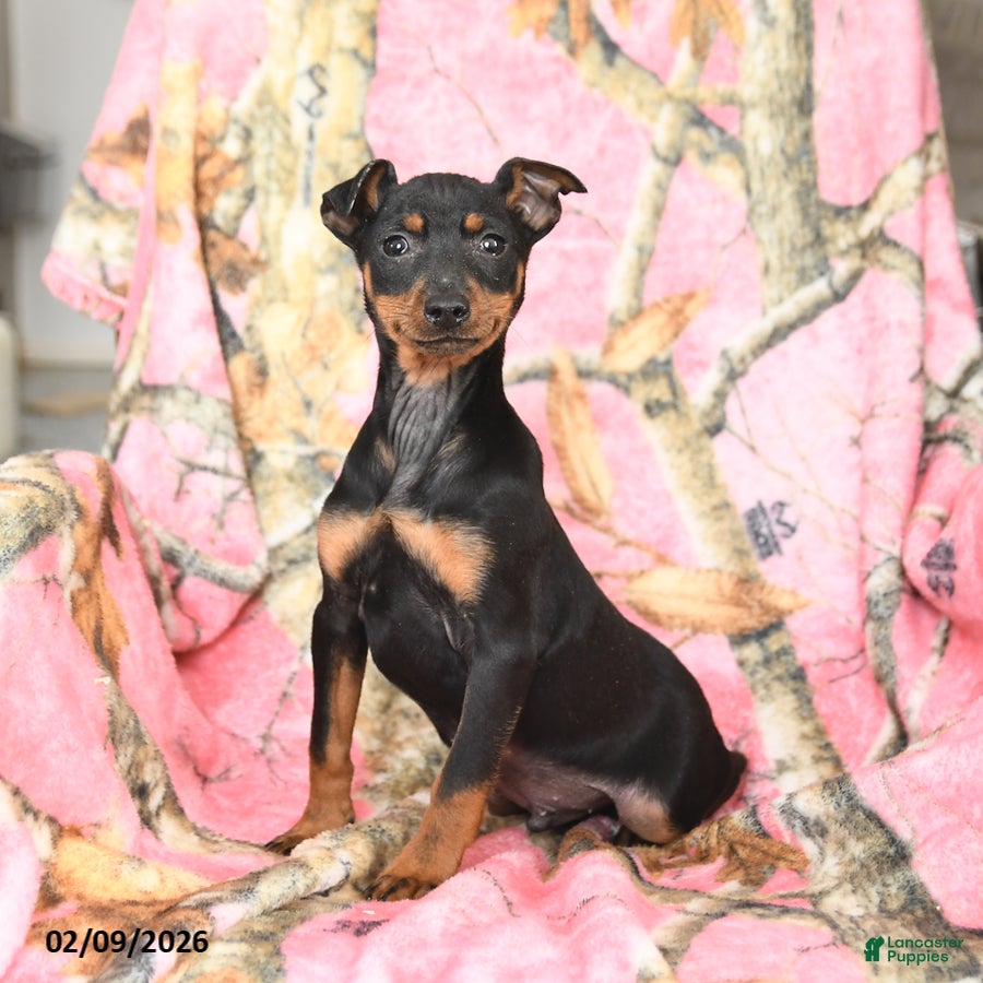 Miniature Pinscher dogs Quickstep - Ad 6