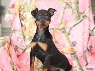 Miniature Pinscher dogs Quickstep - Ad 6