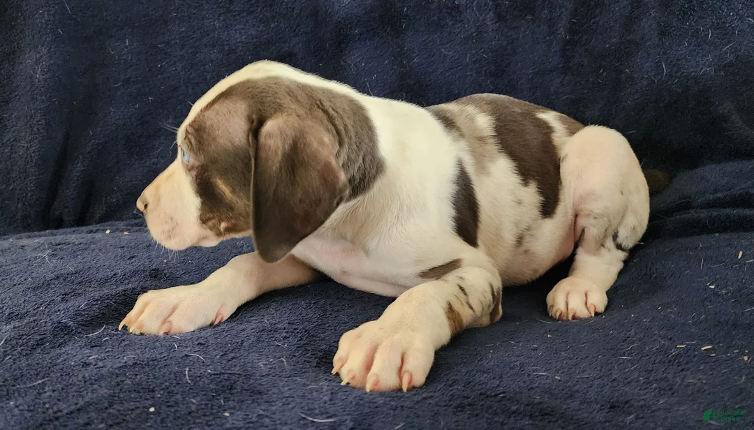 Catahoula Leopard Dog dogs for sale: Gabby F2025 M3 Catahoula puppy - Ad 17