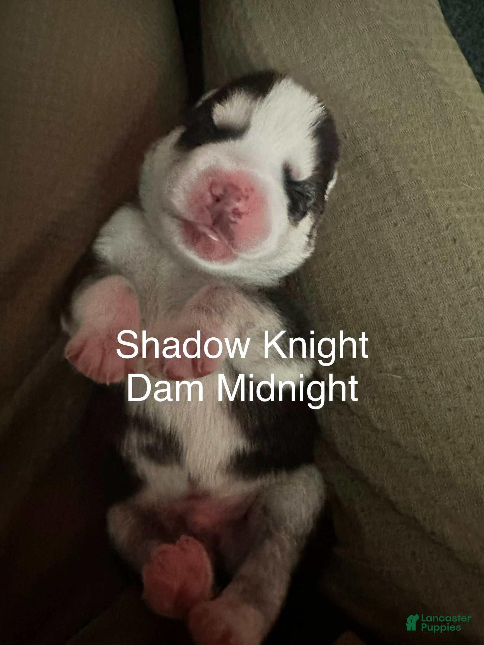 Siberian Husky dogs Shadow Night - Ad 2