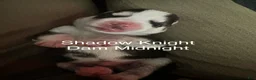 Siberian Husky dogs for sale: Shadow Night - Ad 2