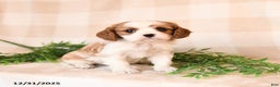 Cavalier King Charles Spaniel dogs for sale: Sawyer - Ad 2
