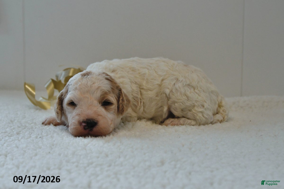 Mini Goldendoodle dogs Buster - Ad 1