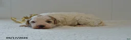 Mini Goldendoodle dogs for sale: Buster - Ad 11