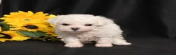 Bichon Frise dogs for sale: Kanga - Ad 3