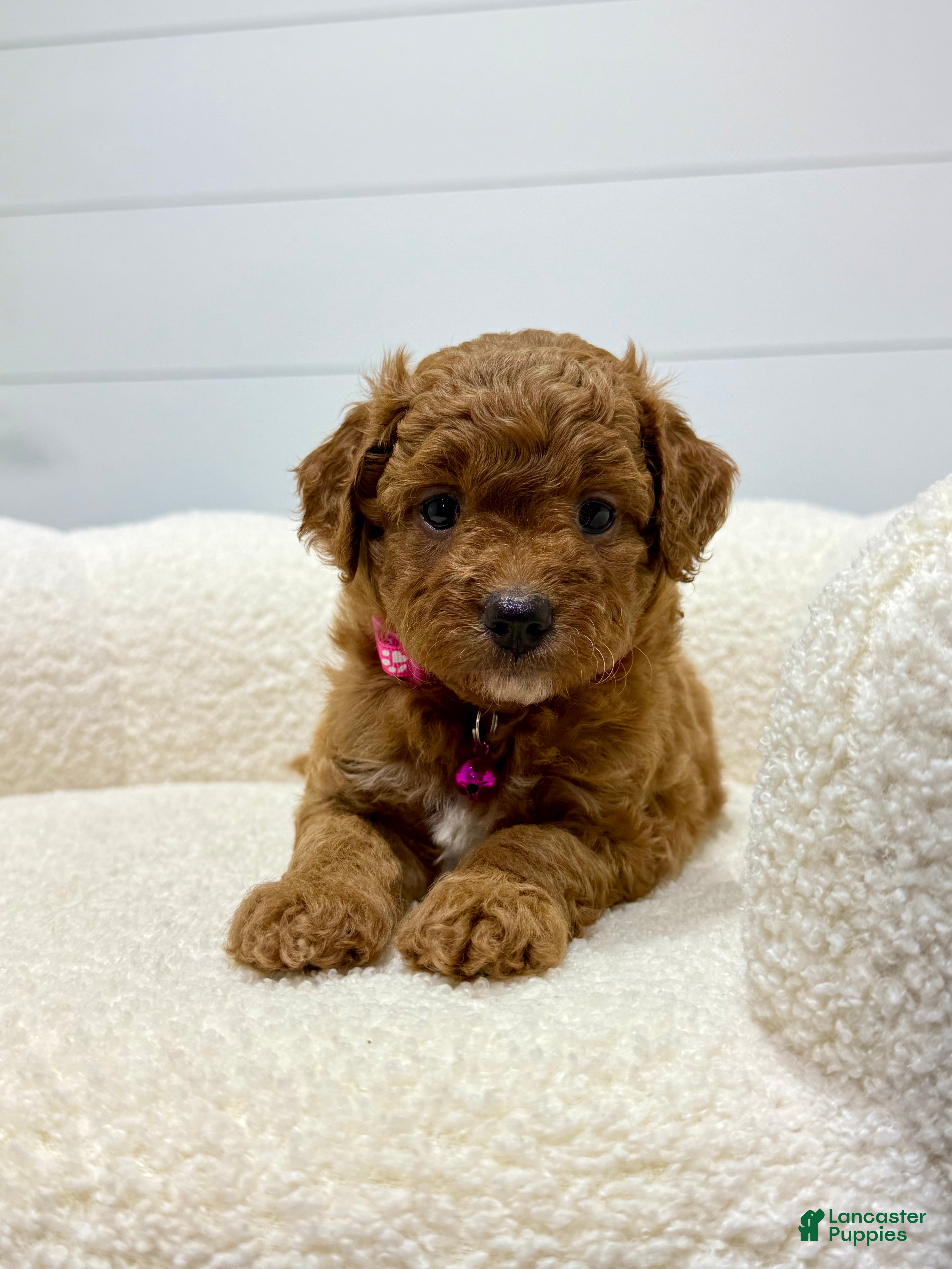 Mini Goldendoodle dogs Rosie   💖🐶 - Ad 2